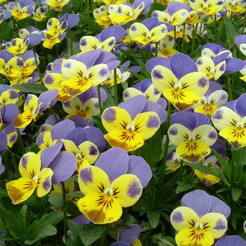 Edible Flowers